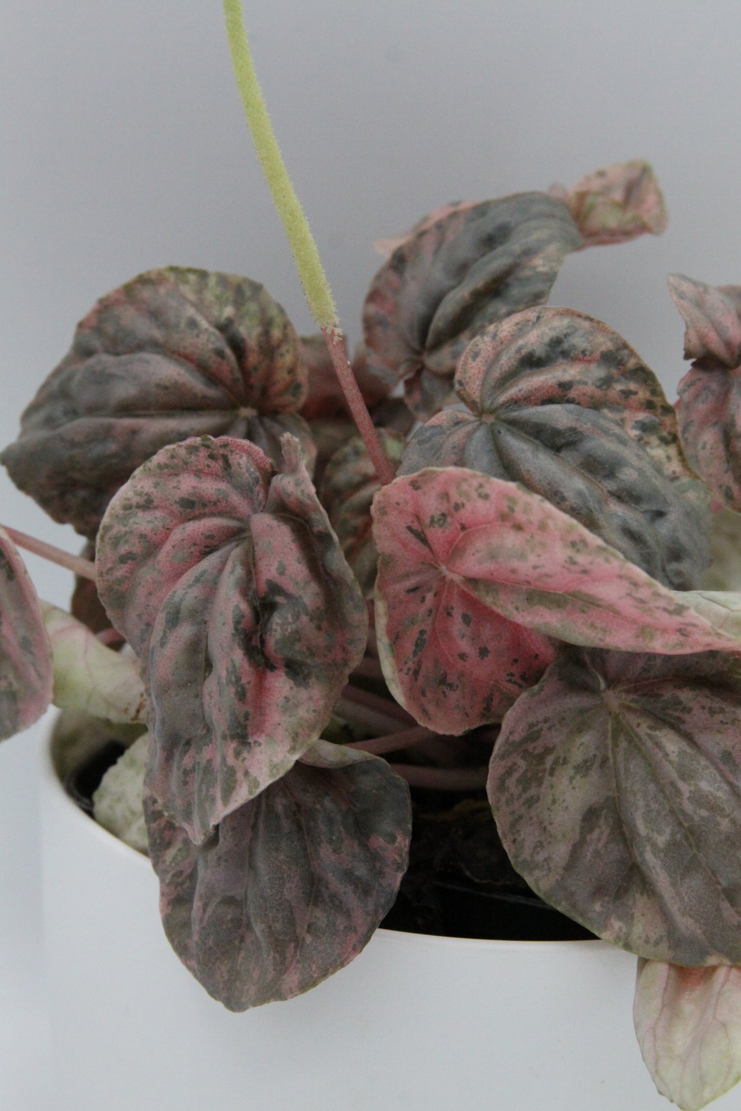 Peperomia caperata 'Pink Lady'