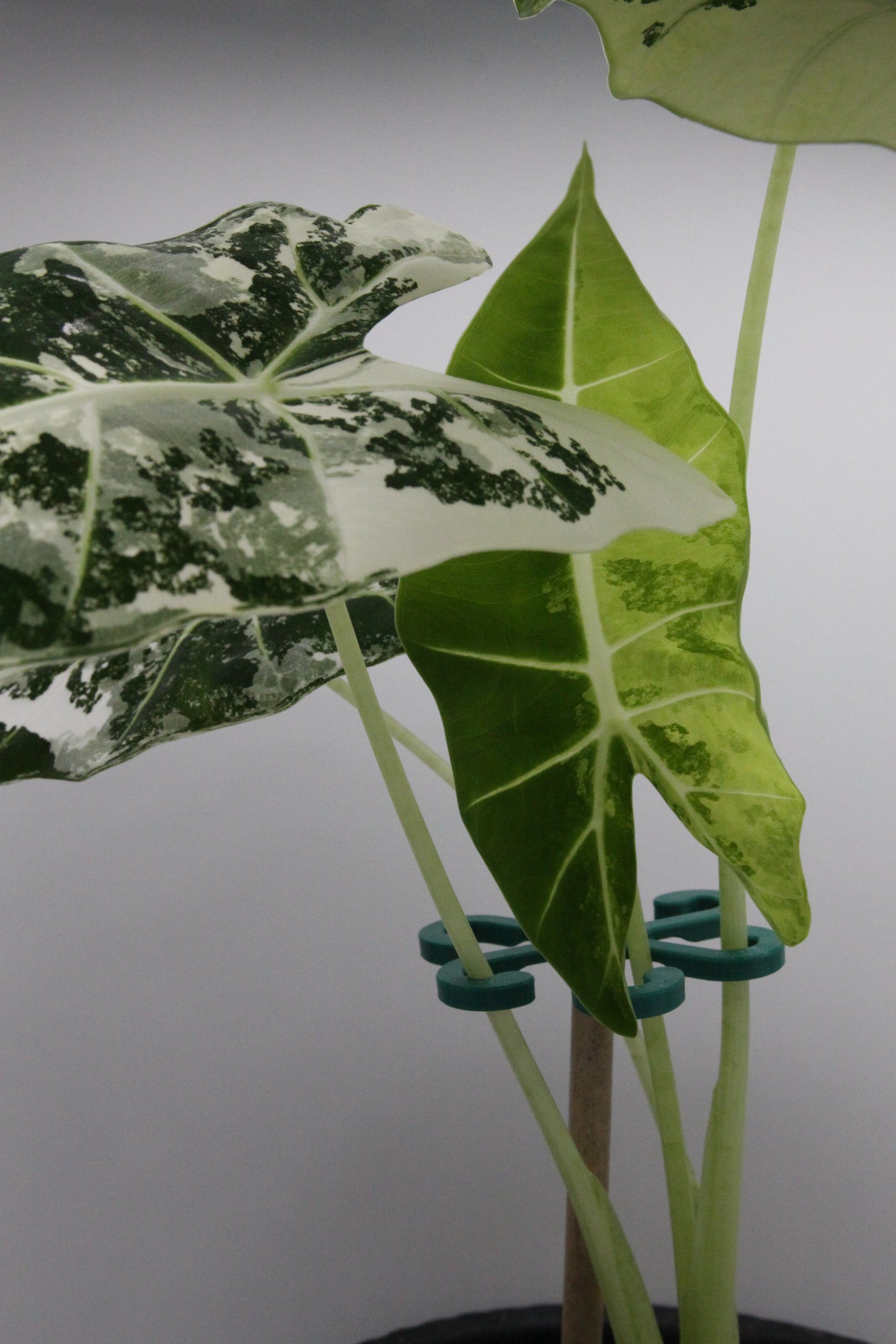 Alocasia Spinne