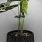 Alocasia Spinne