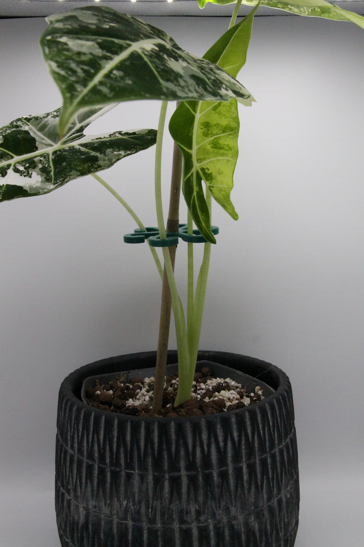 Alocasia Spinne