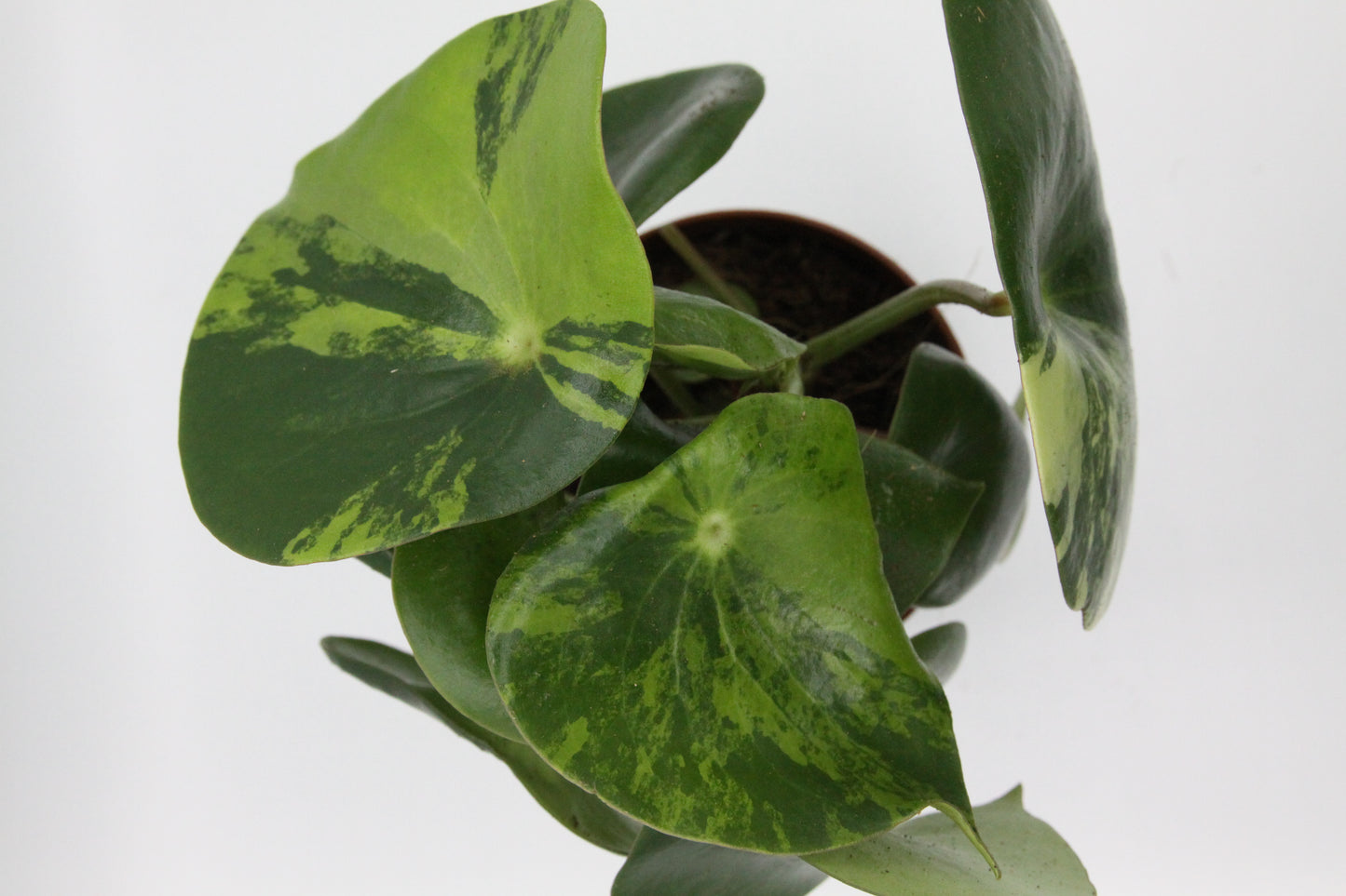 Peperomia polybotrya 'Raindrop Variegata'