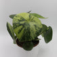 Peperomia polybotrya 'Raindrop Variegata'