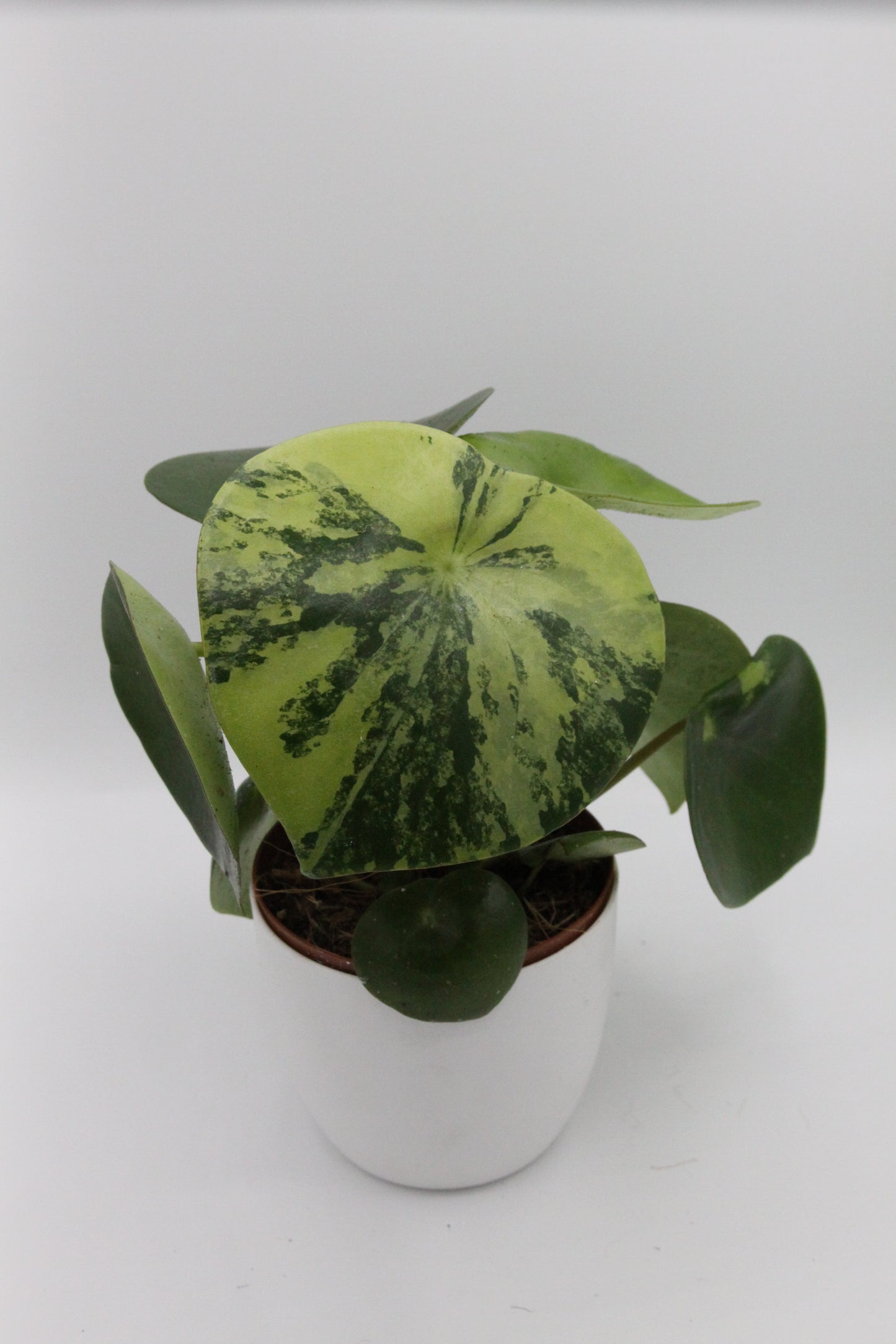 Peperomia polybotrya 'Raindrop Variegata'