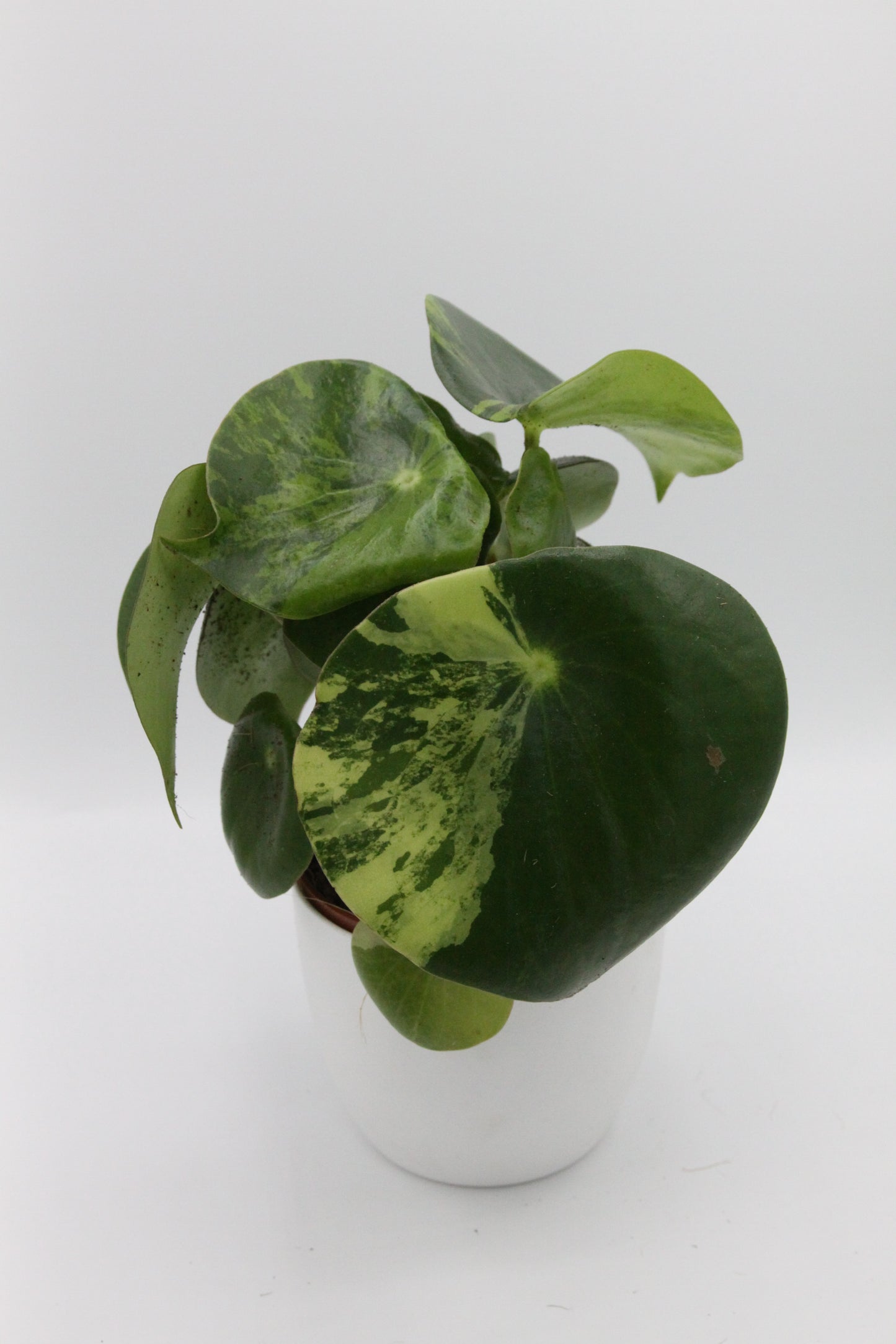 Peperomia polybotrya 'Raindrop Variegata'