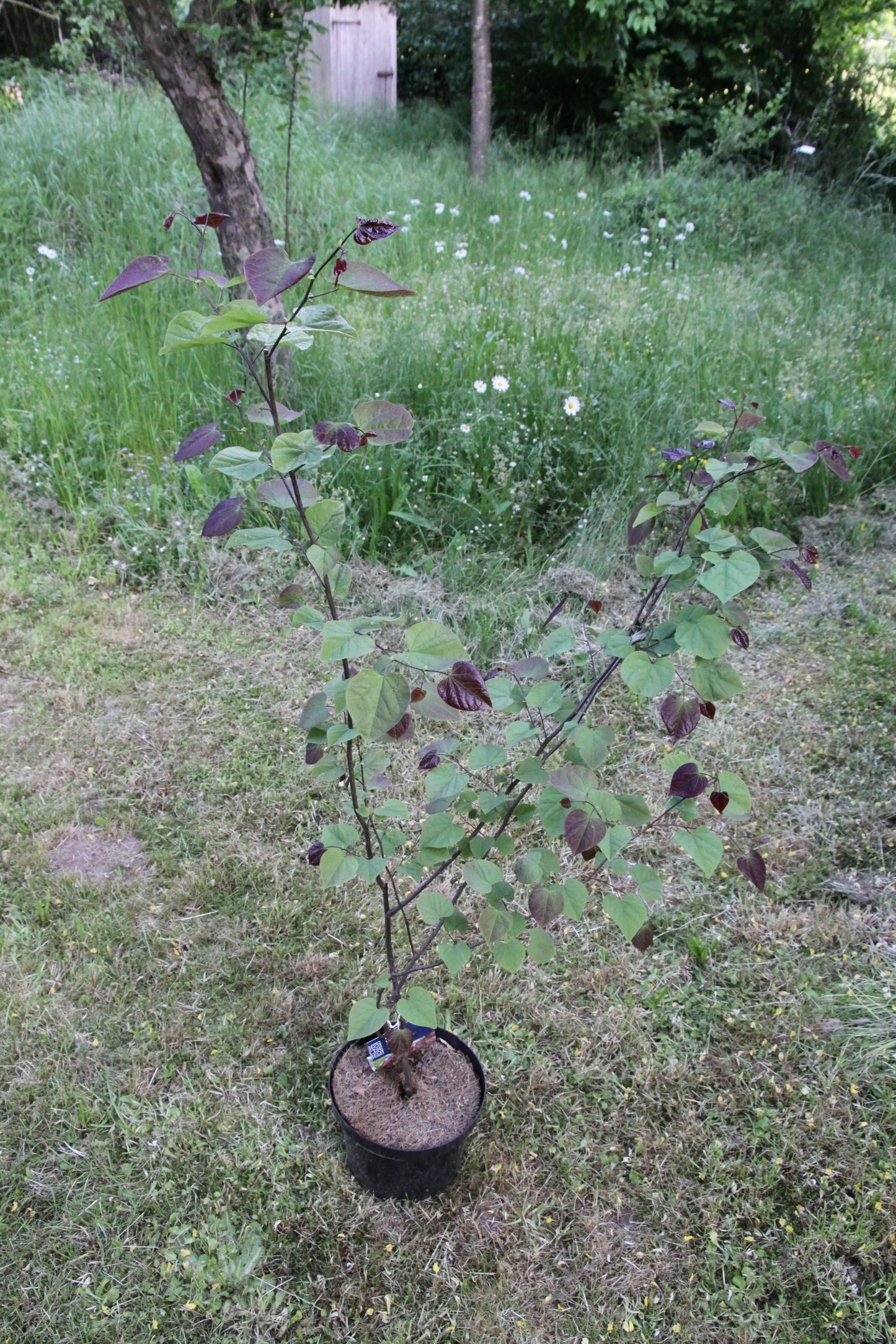 Judasbaum - Cercis canadensis 'Red Force'