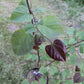 Judasbaum - Cercis canadensis 'Red Force'