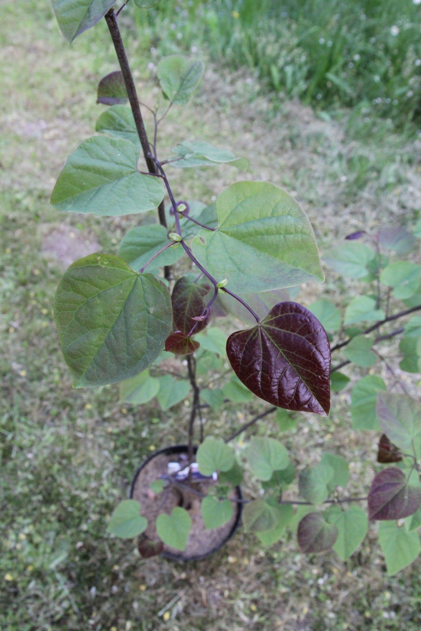 Judasbaum - Cercis canadensis 'Red Force'