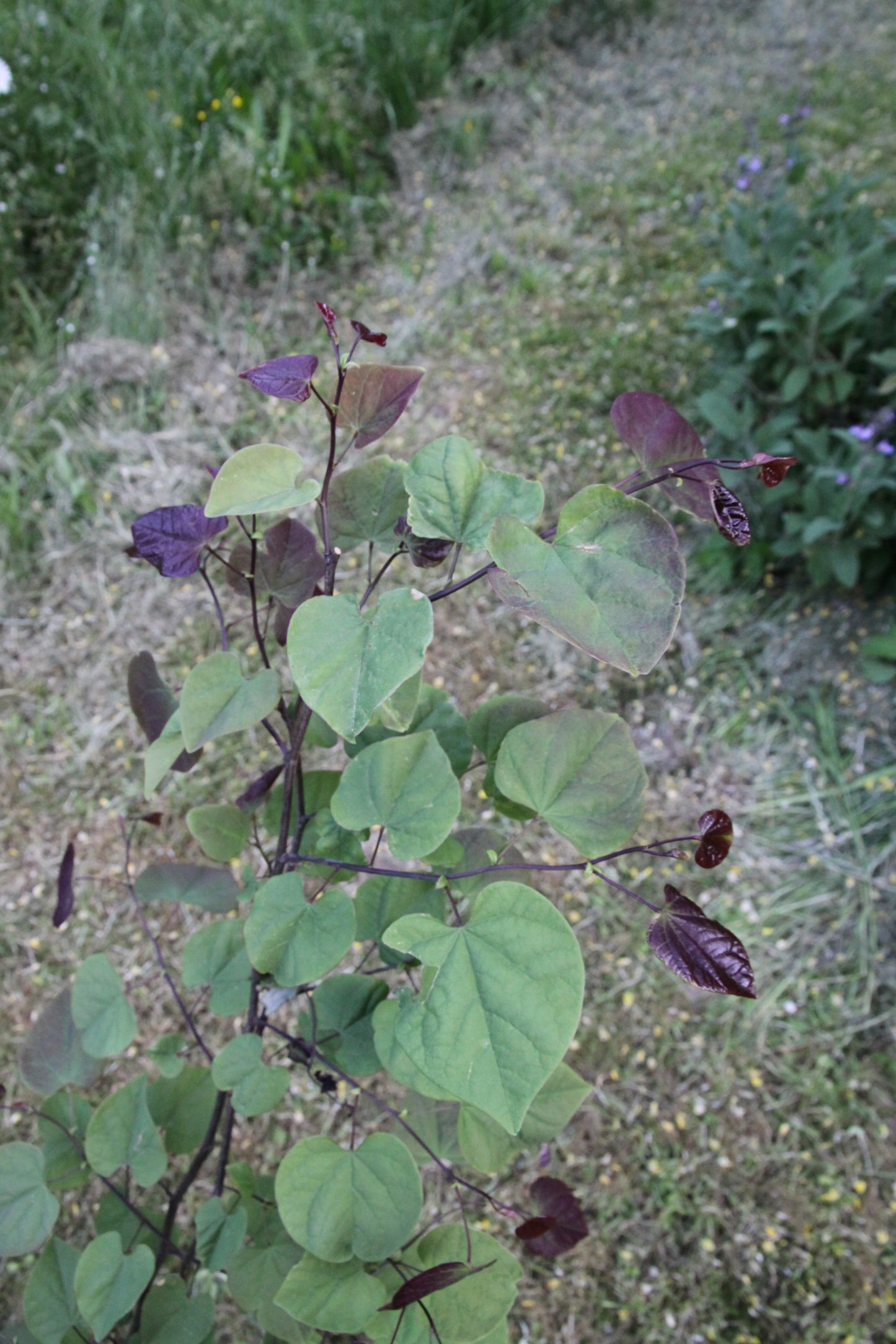 Judasbaum - Cercis canadensis 'Red Force'