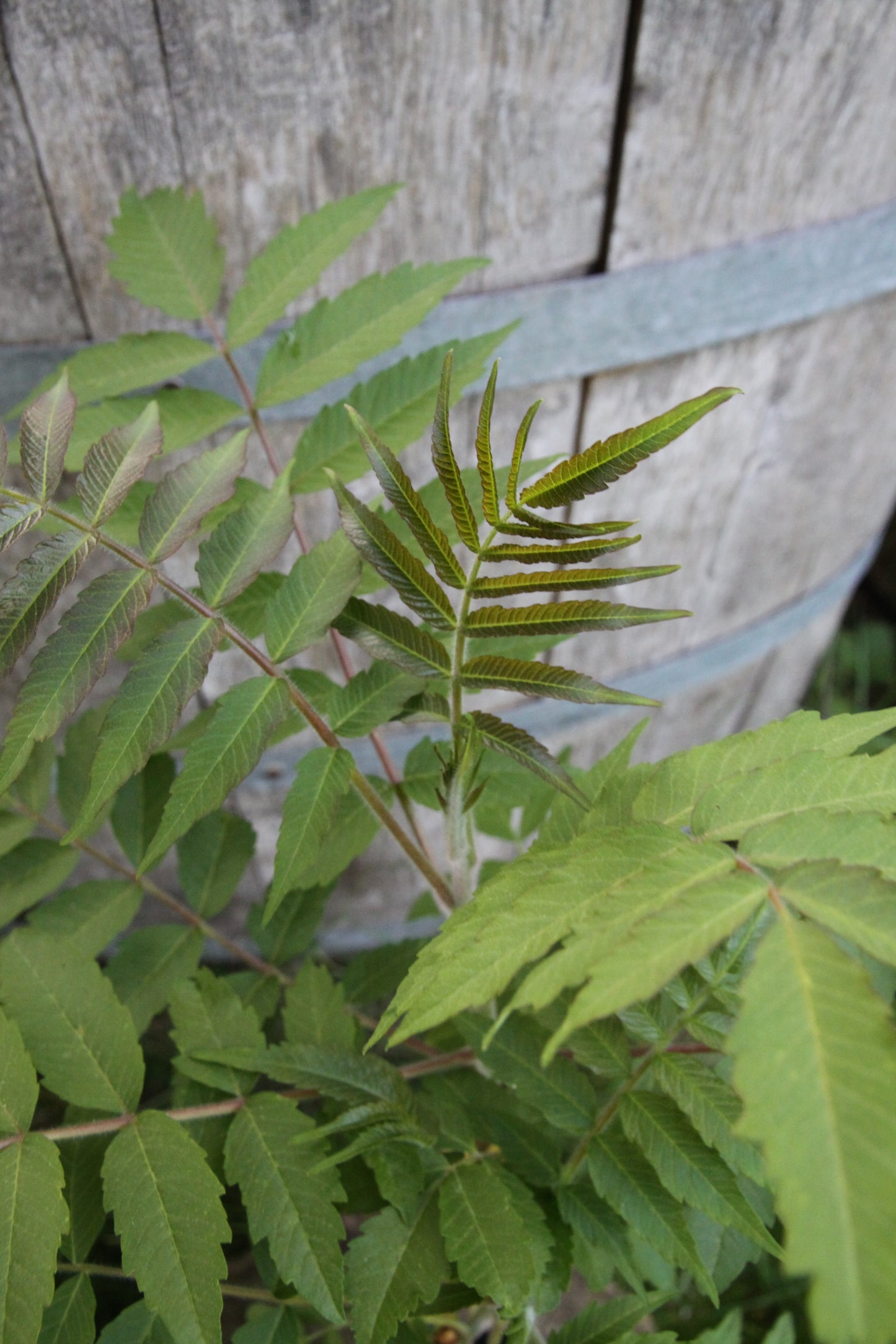 Essigbaum - Rhus typhina