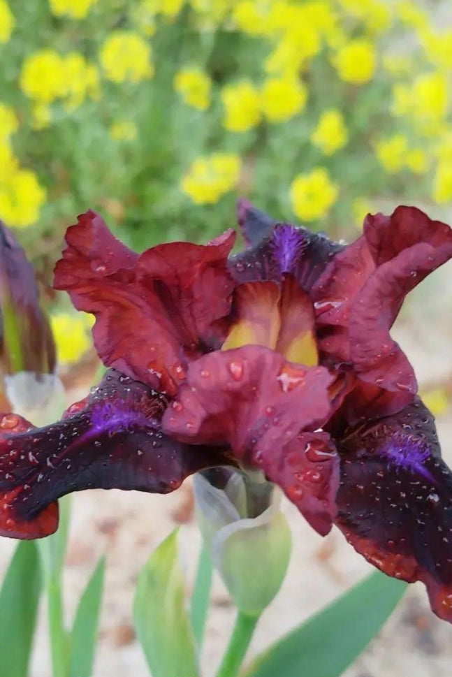 Iris x bartbarta-nana 'Snugglebug'
