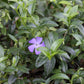 Vinca minor