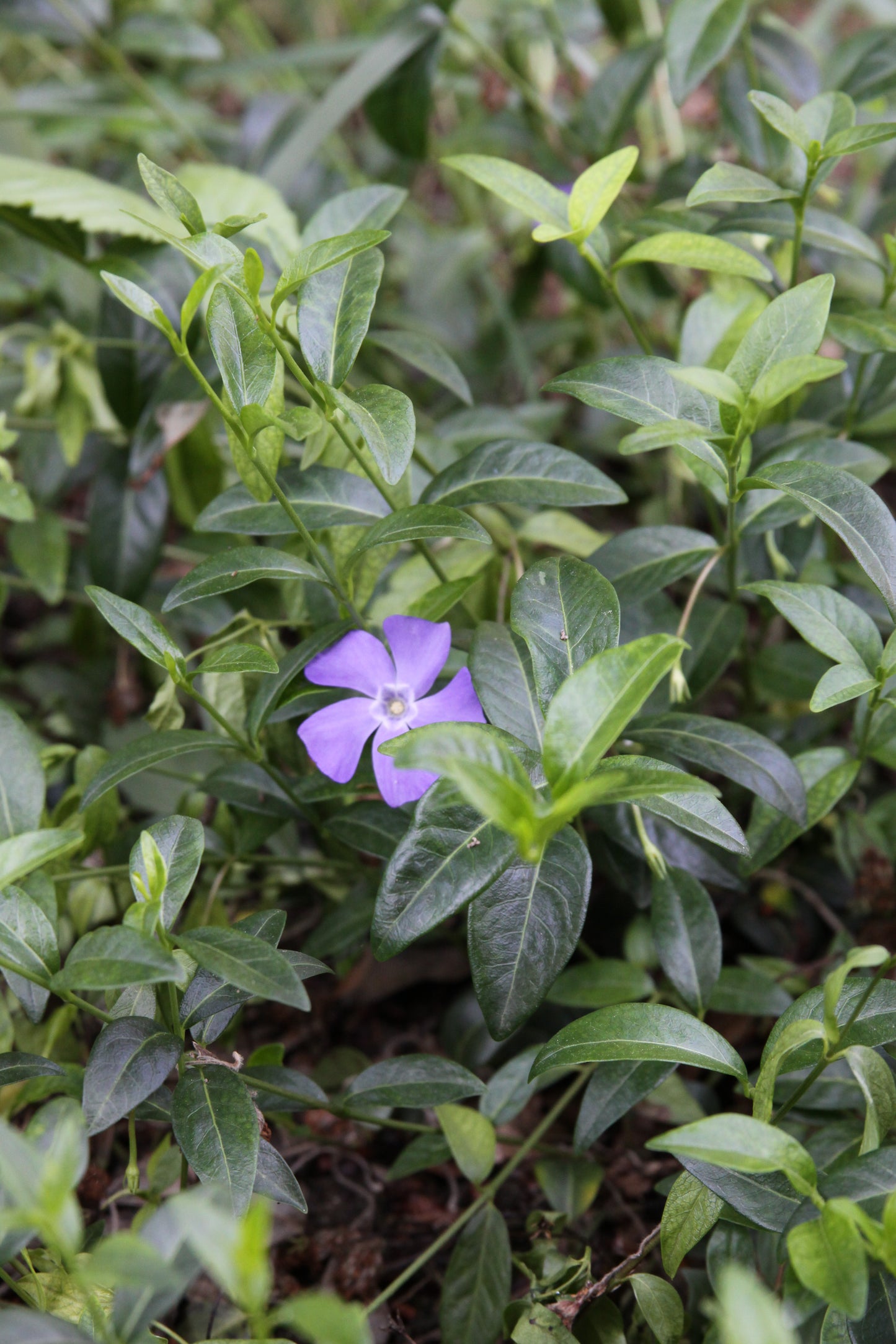 Vinca minor Hot Plants