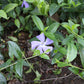 Vinca minor