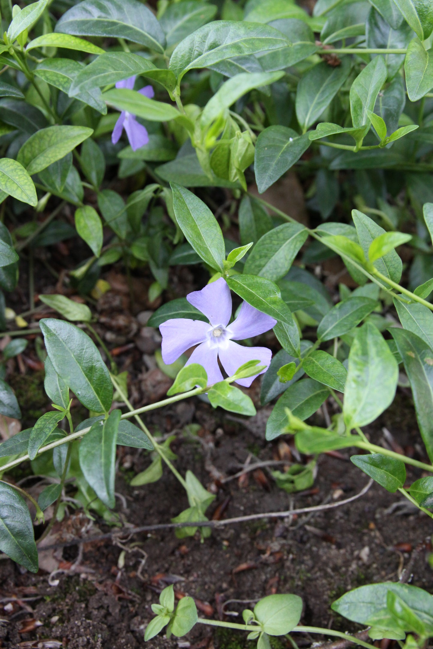 Vinca minor