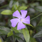 Vinca minor