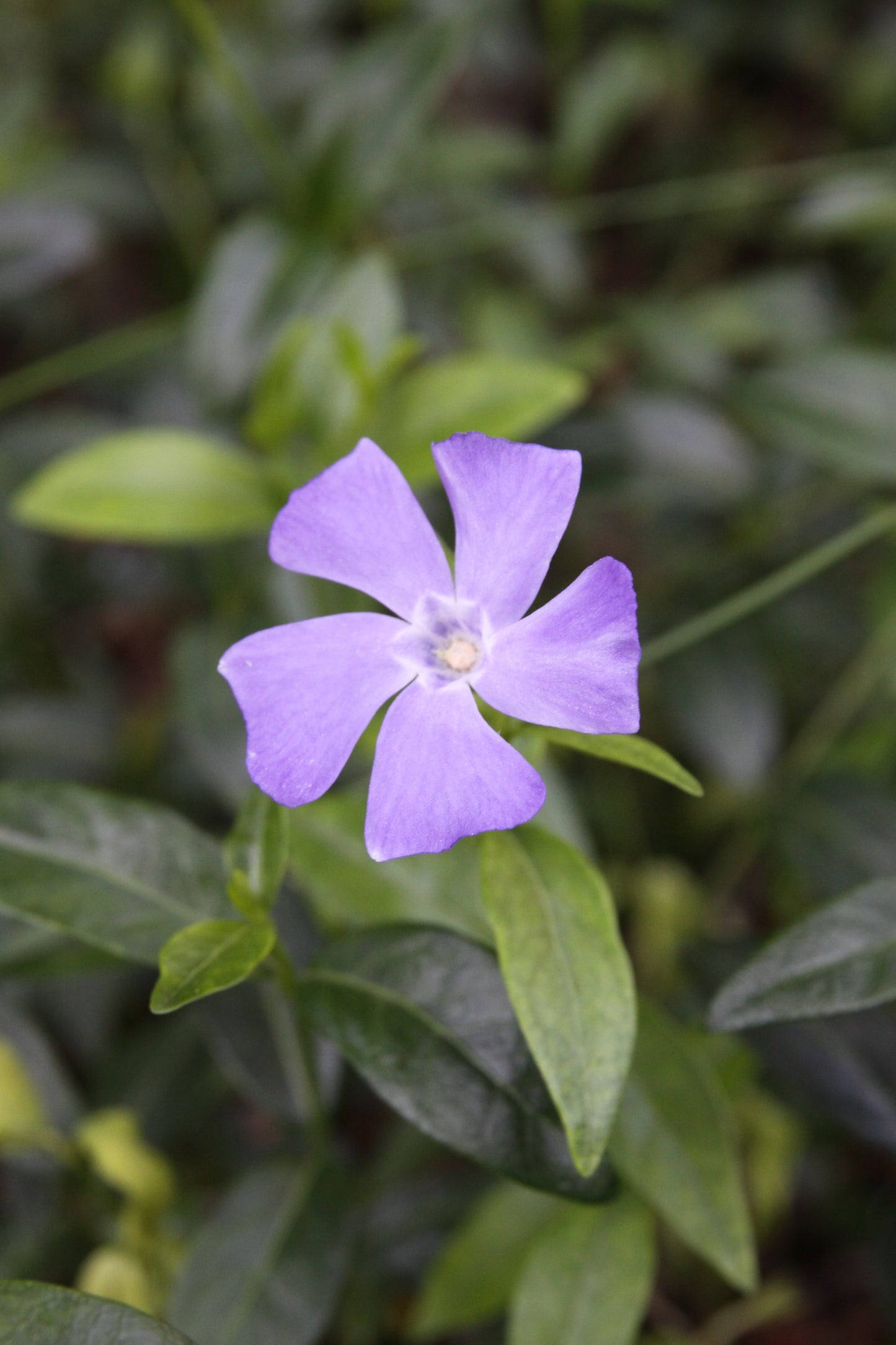 Vinca minor