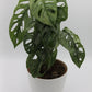 Monstera adansonii 'Mint'