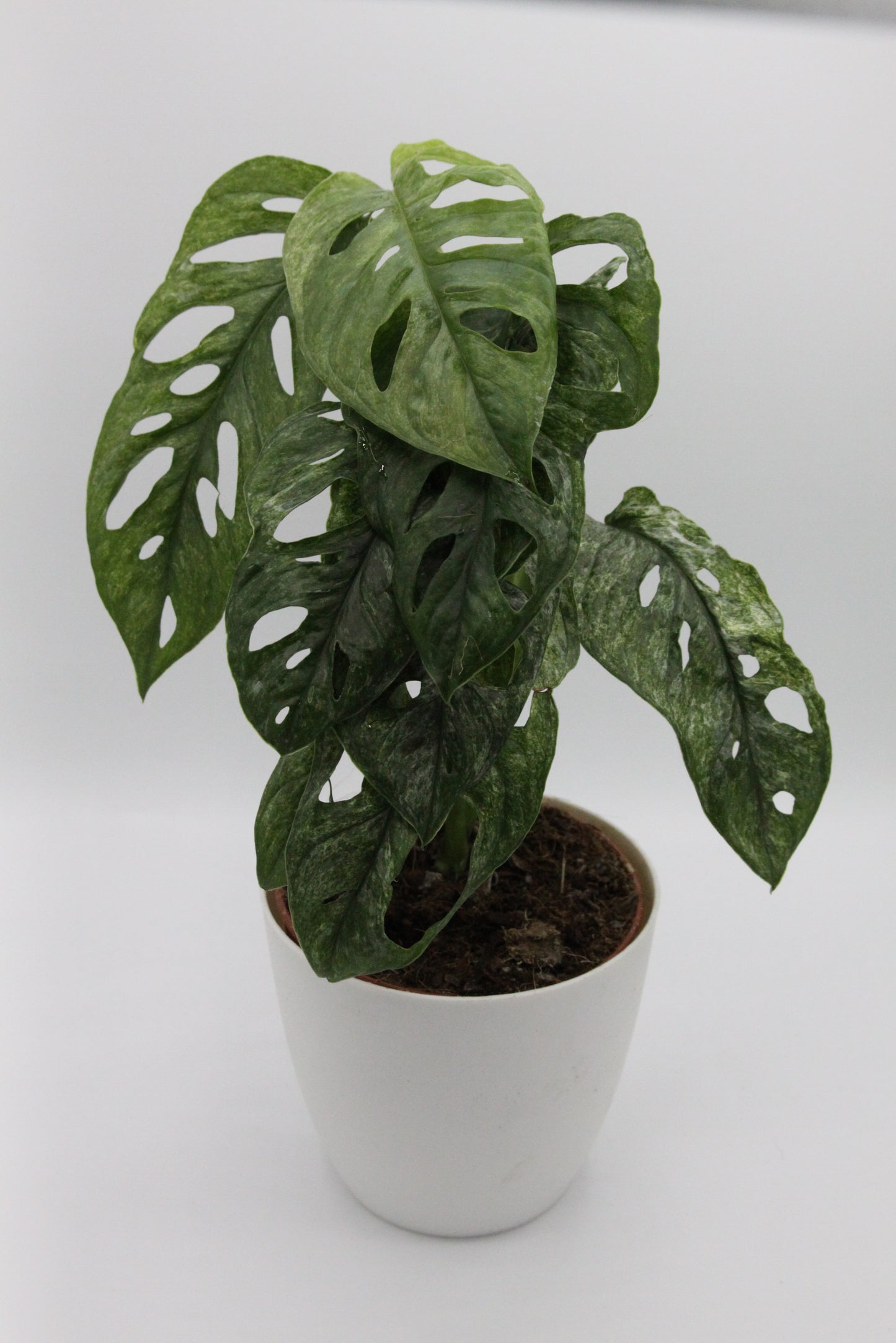 Monstera adansonii 'Mint'