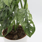 Monstera adansonii 'Mint'