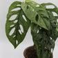 Monstera adansonii 'Mint'