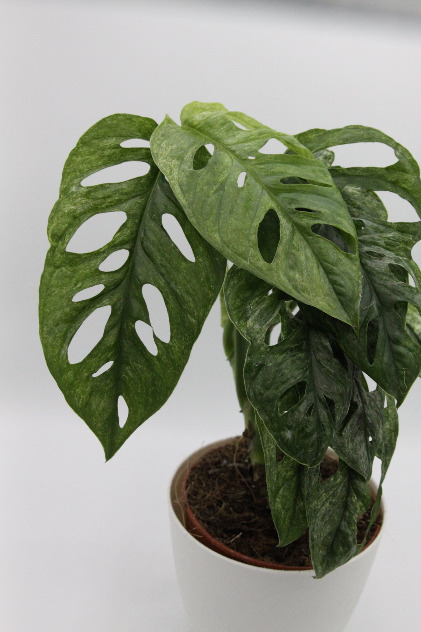 Monstera adansonii 'Mint'