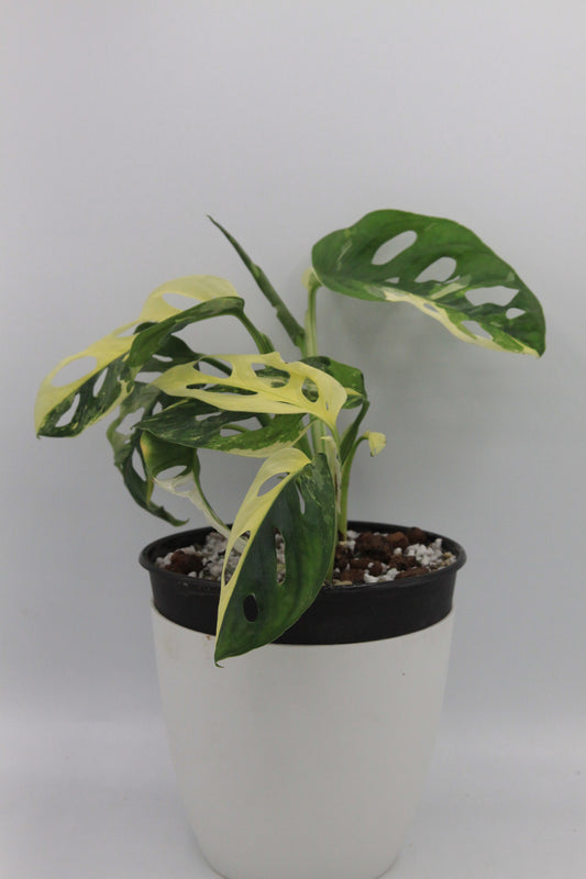 Monstera adansonii 'Variegata'