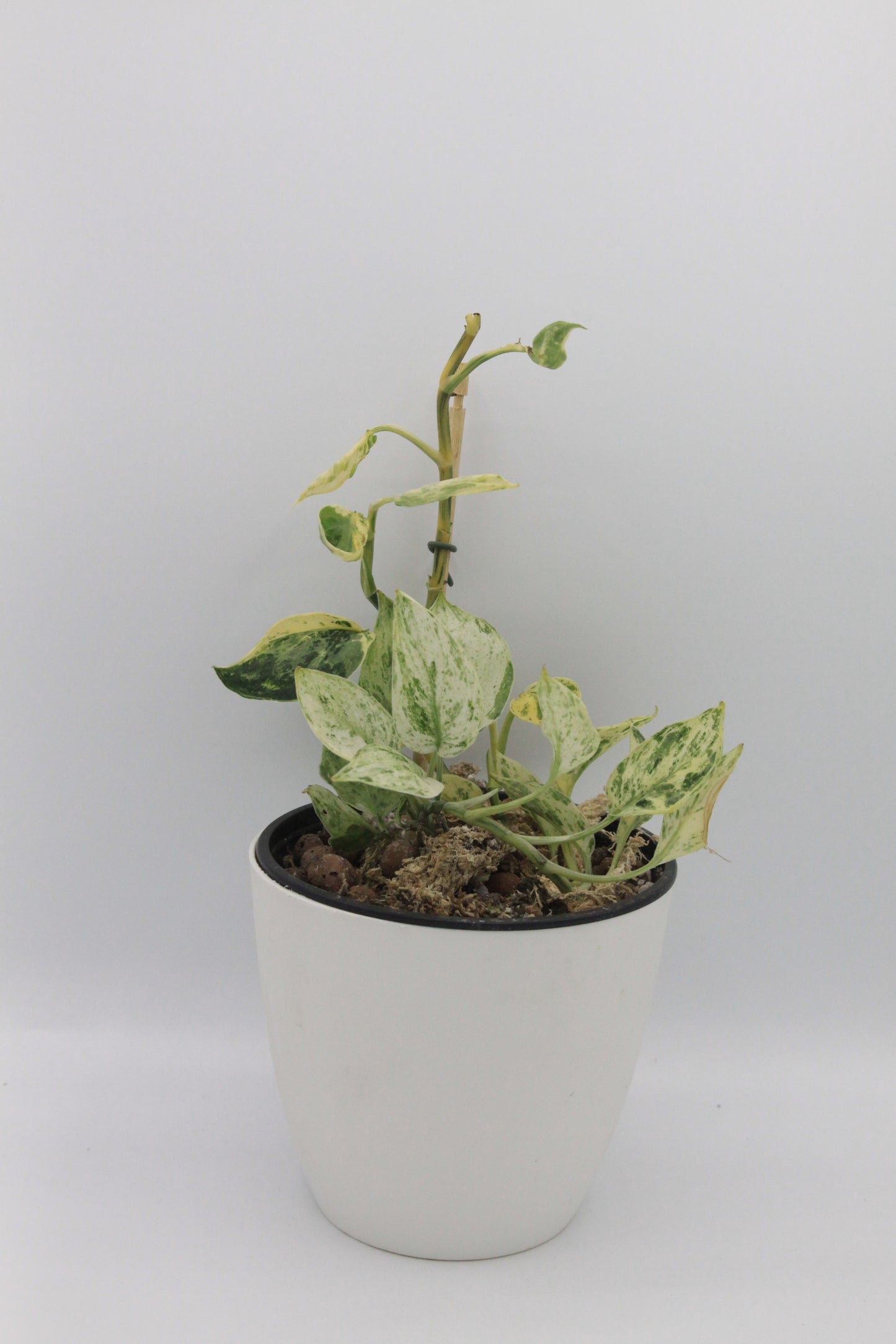 Scindapsus pictus 'Jade Satin Marble'