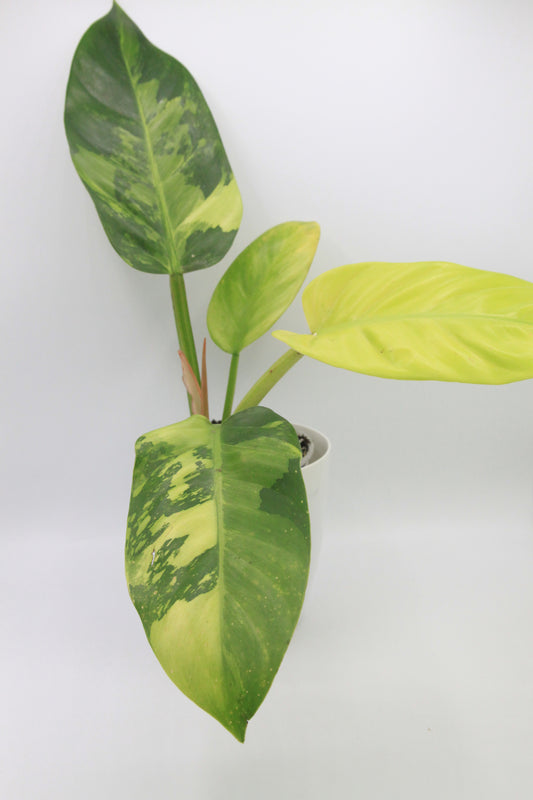 Philodendron melonii 'Variegata'