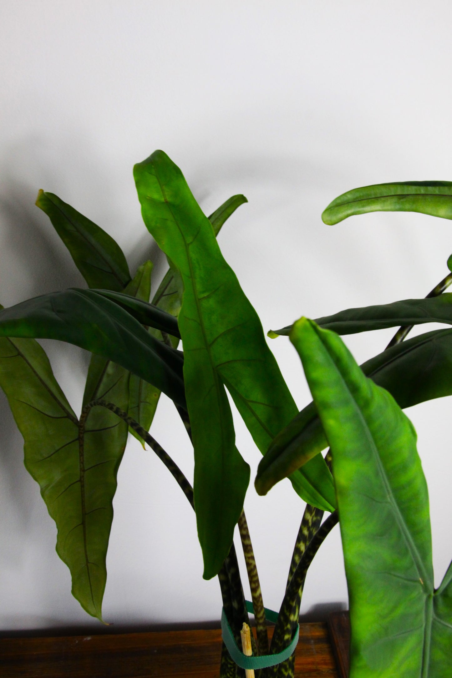 Alocasia tigrina 'GoG'
