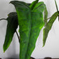 Alocasia tigrina 'GoG'