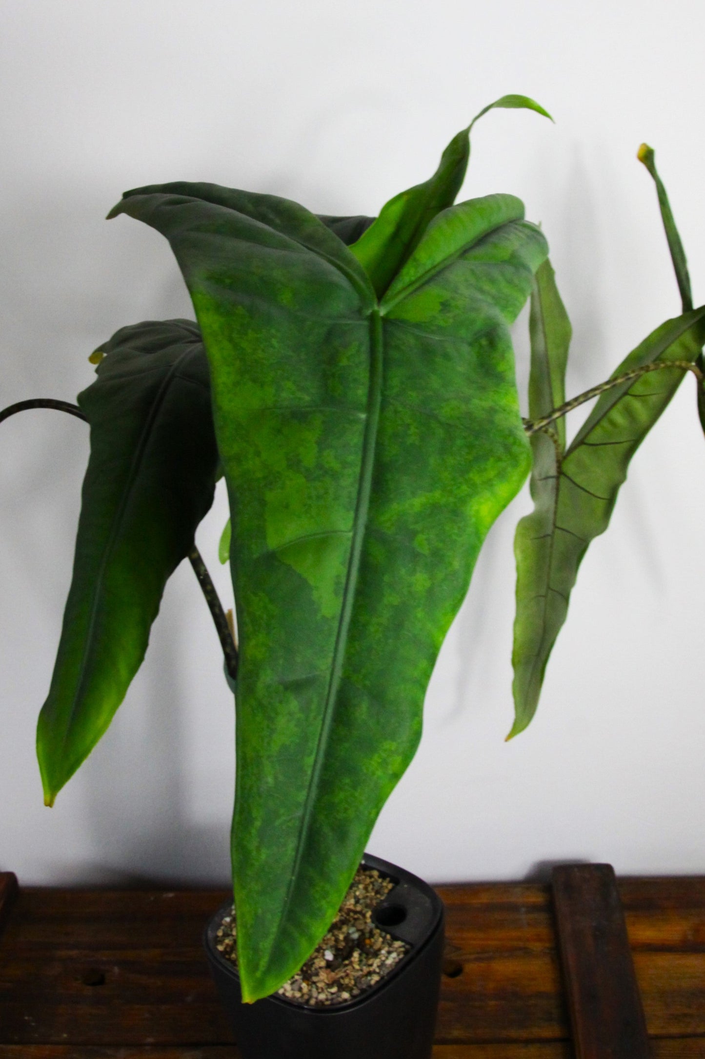 Alocasia tigrina 'GoG'