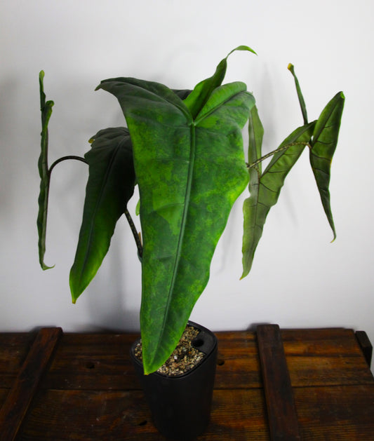 Alocasia tigrina 'GoG'