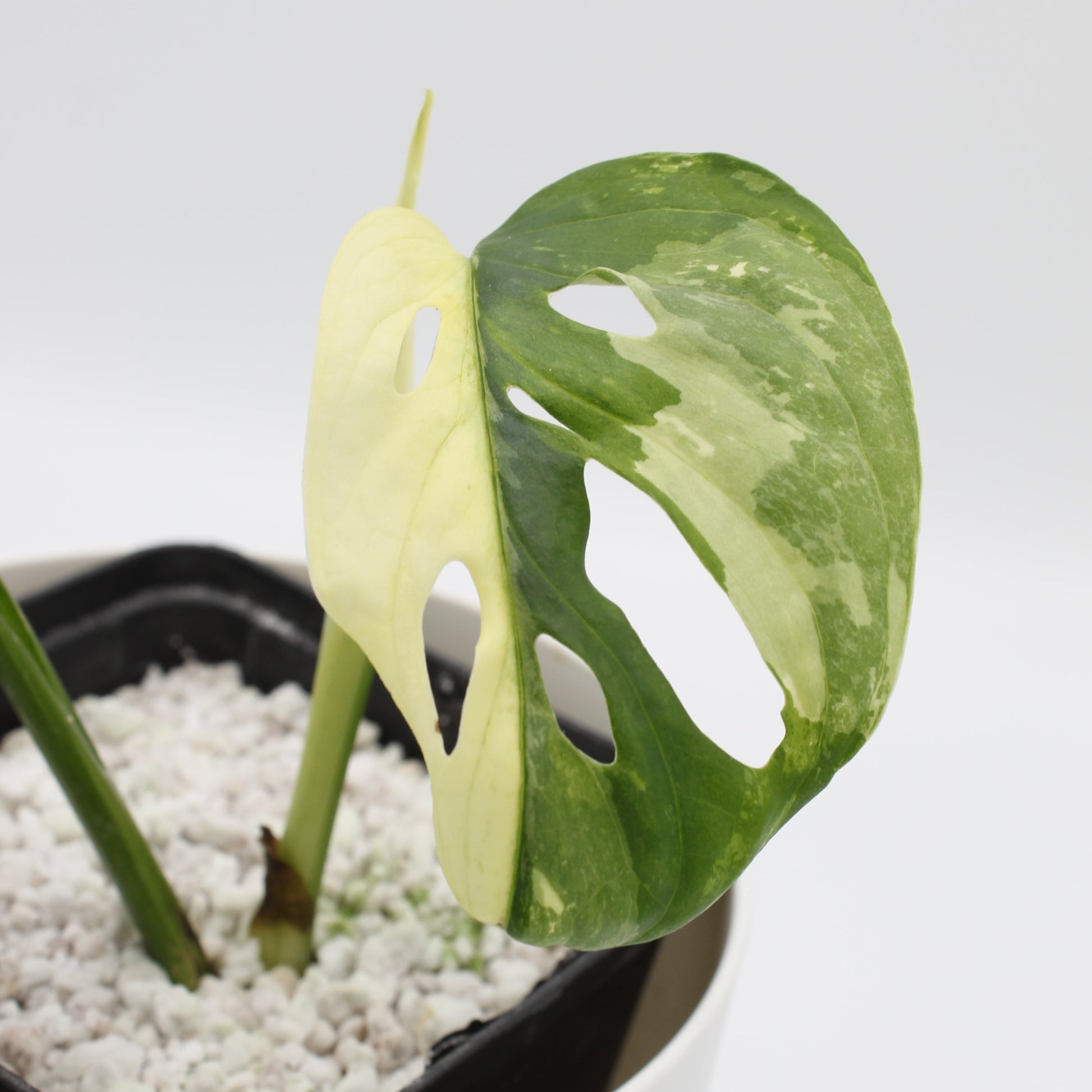 Monstera adansonii variegata