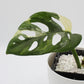 Monstera adansonii variegata