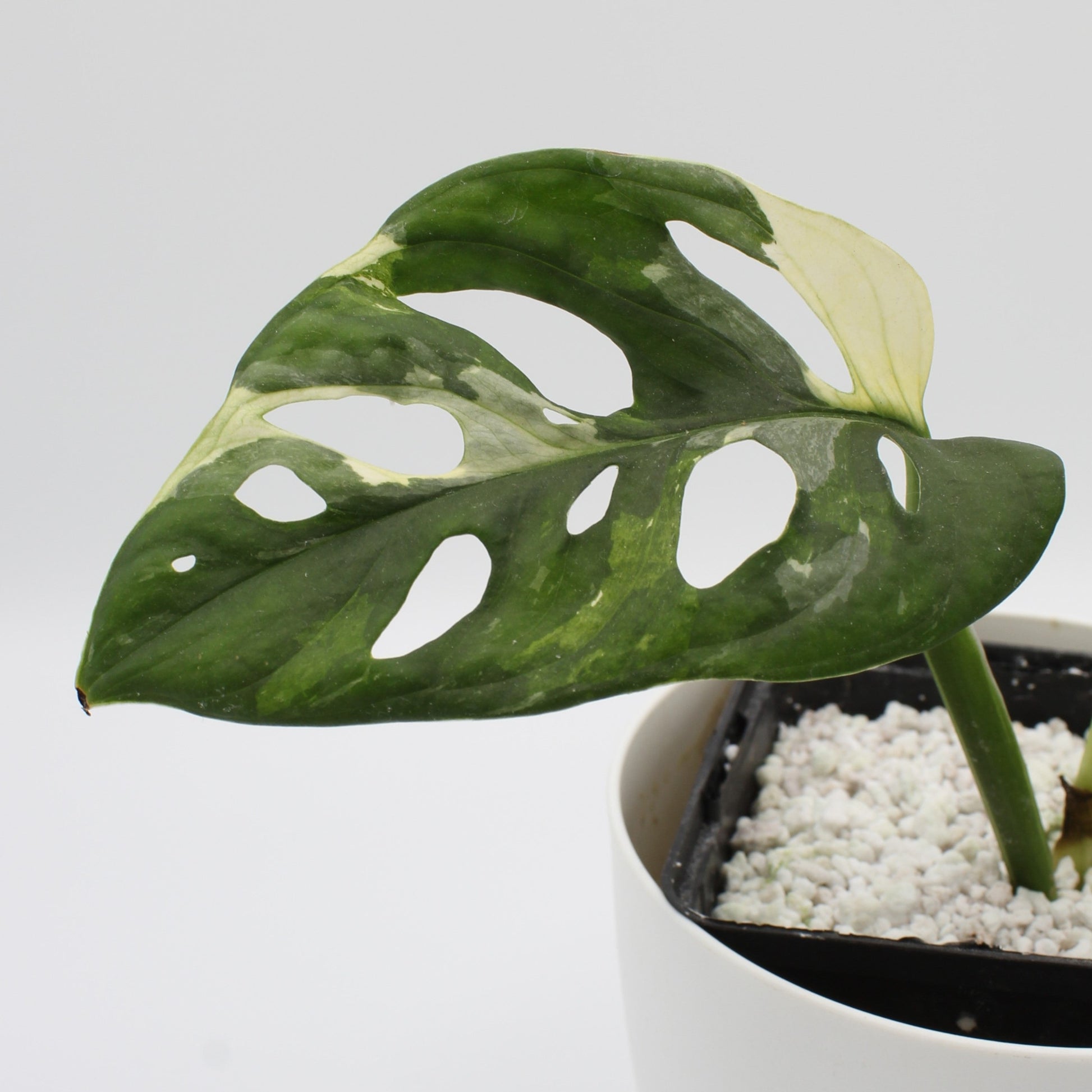 Monstera adansonii variegata