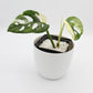 Monstera adansonii variegata