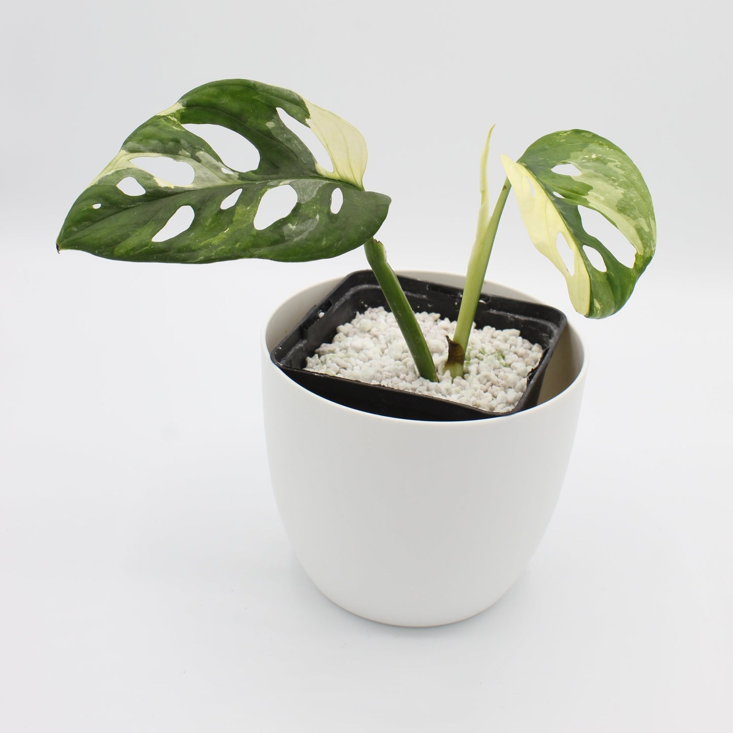 Monstera adansonii variegata