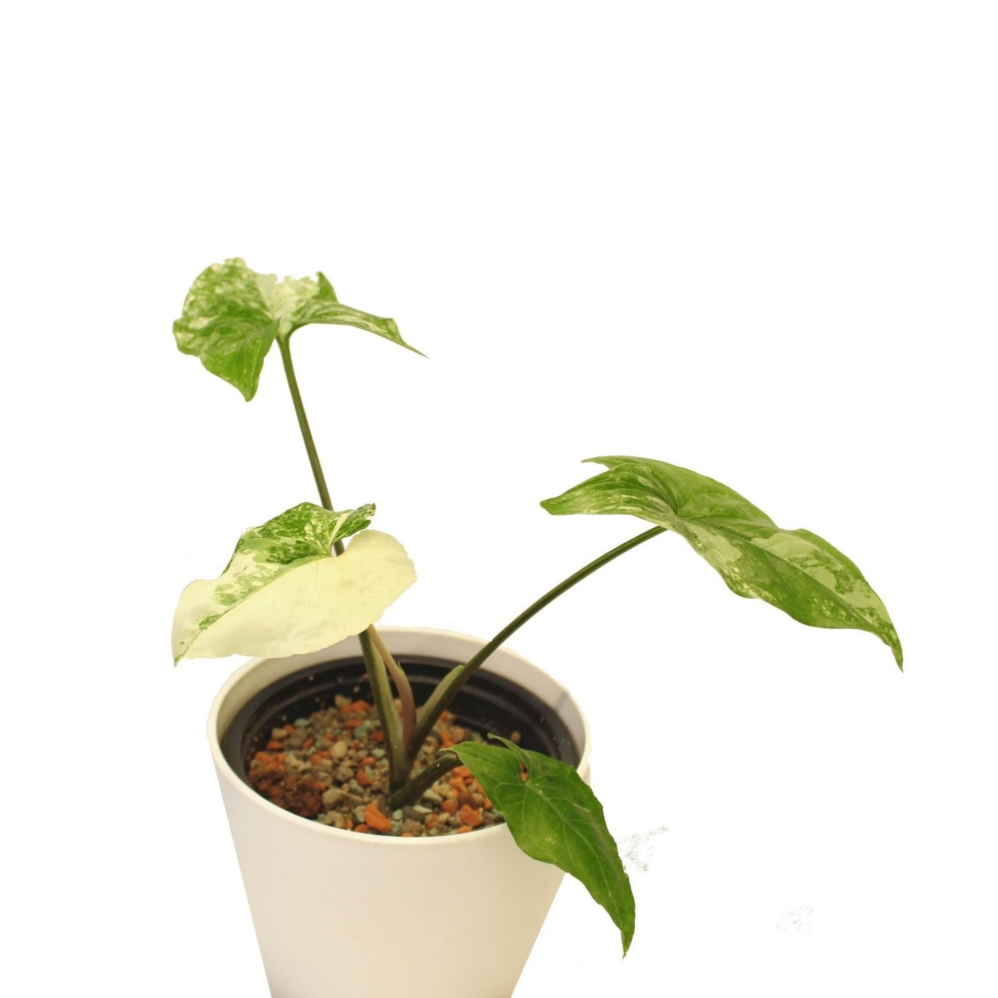 Syngonium podophyllum 'Albo Variegata'