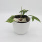 Syngonium albo variagata