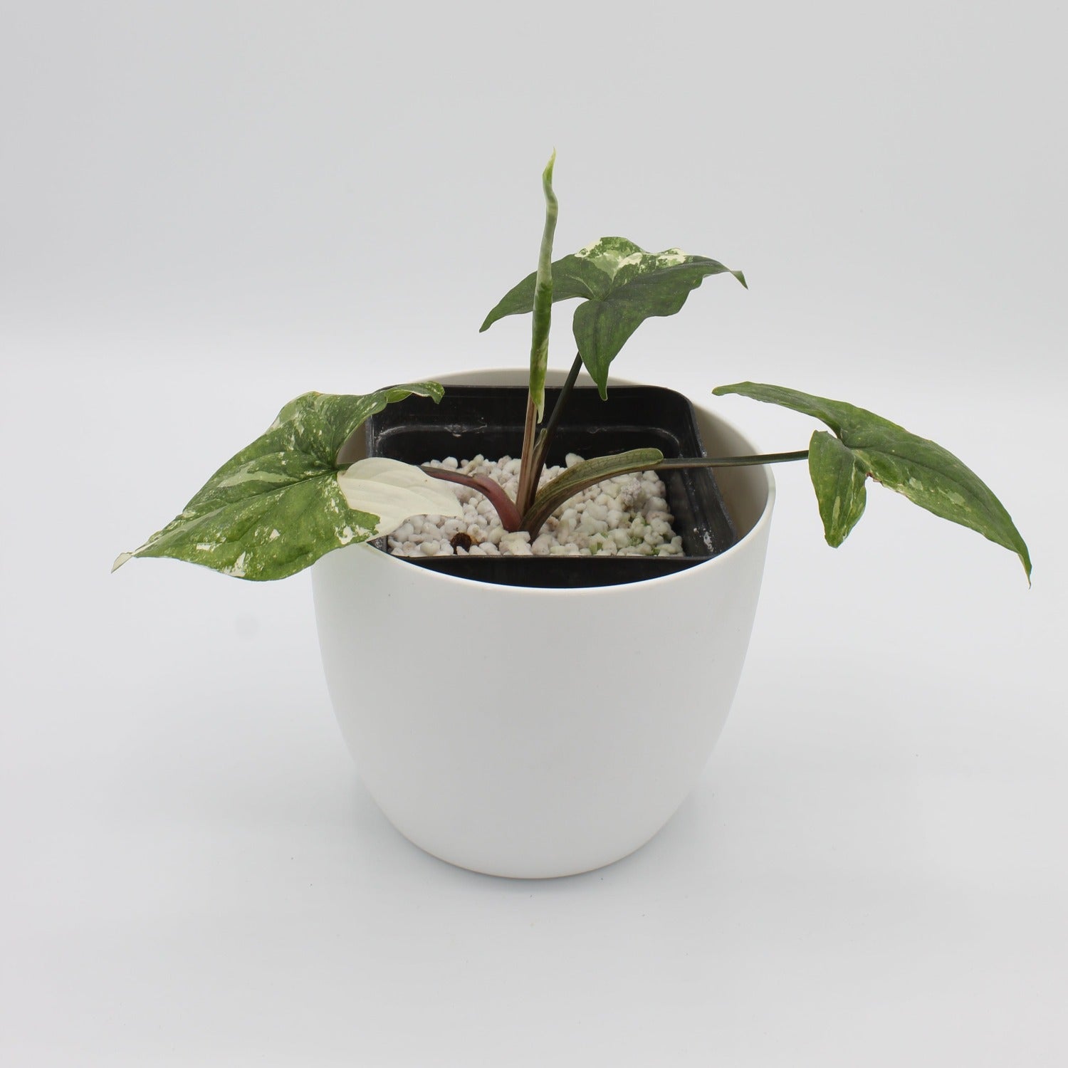 Syngonium albo variagata