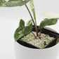 Syngonium albo variagata
