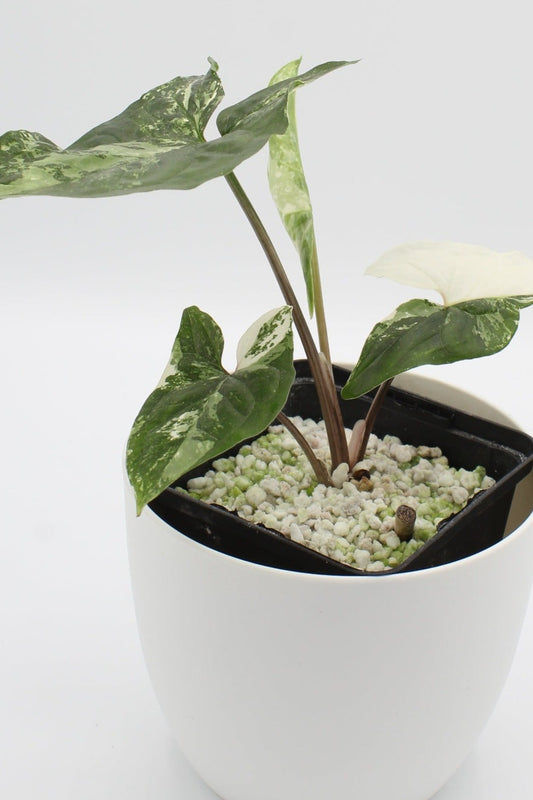 Syngonium albo variagata