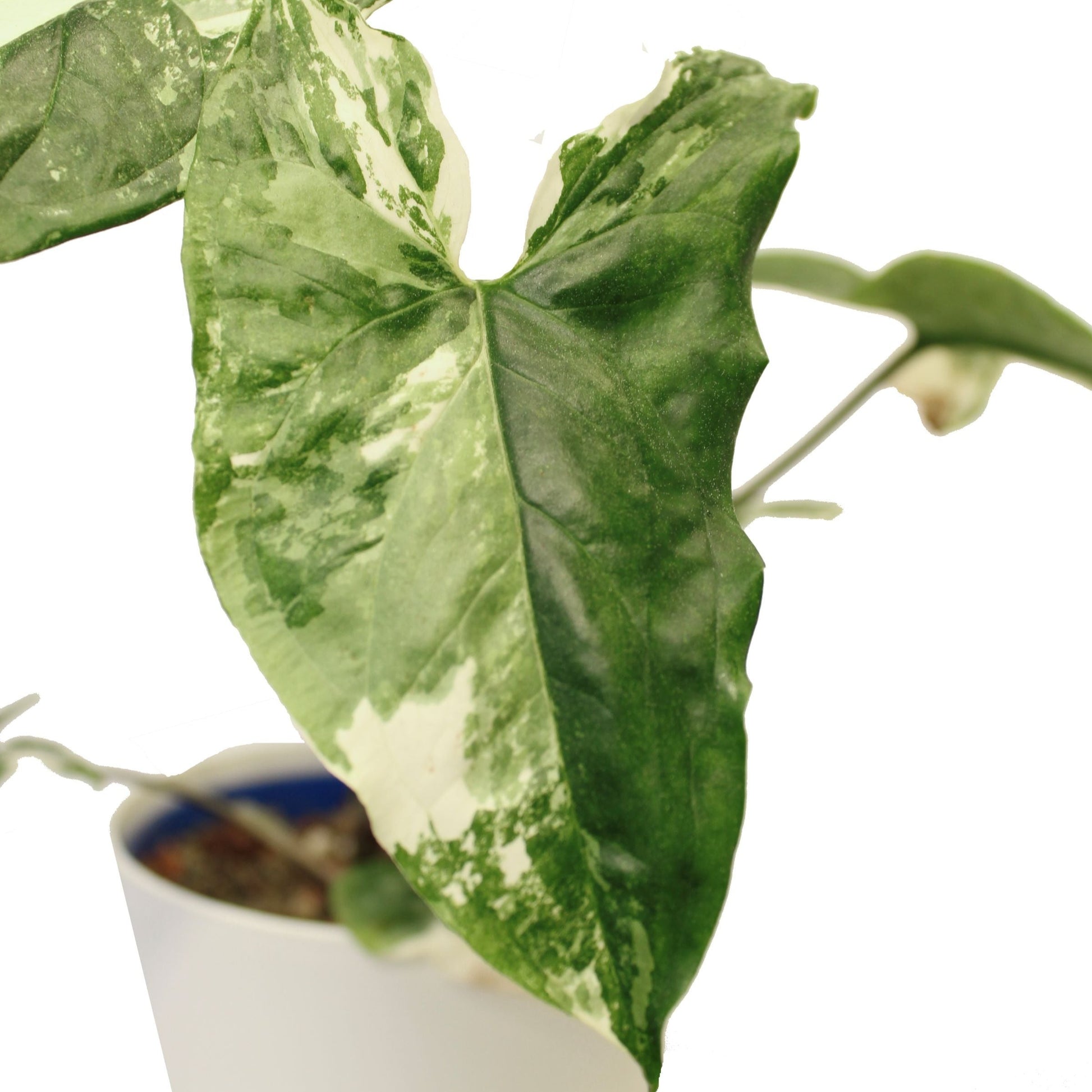 Syngonium albo variagata