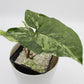 Syngonium podophyllum 'Albo Variegata'
