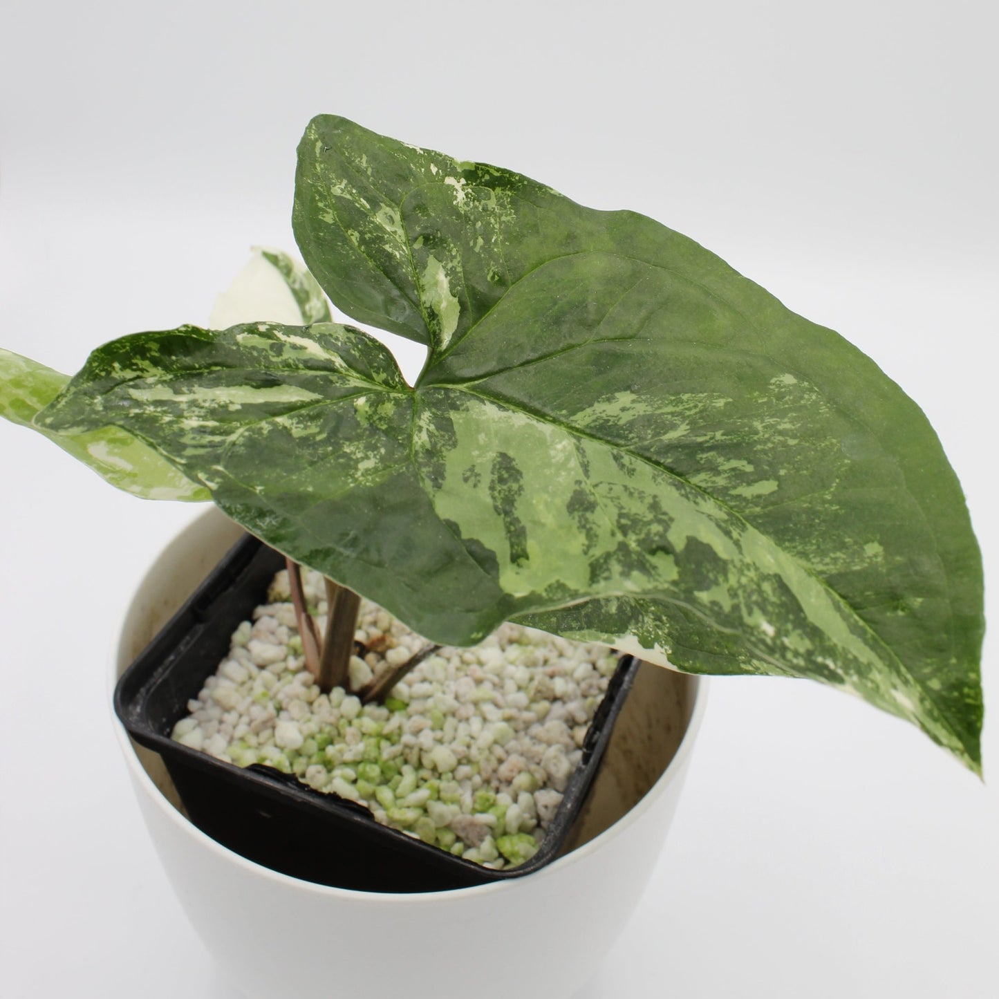Syngonium podophyllum 'Albo Variegata'