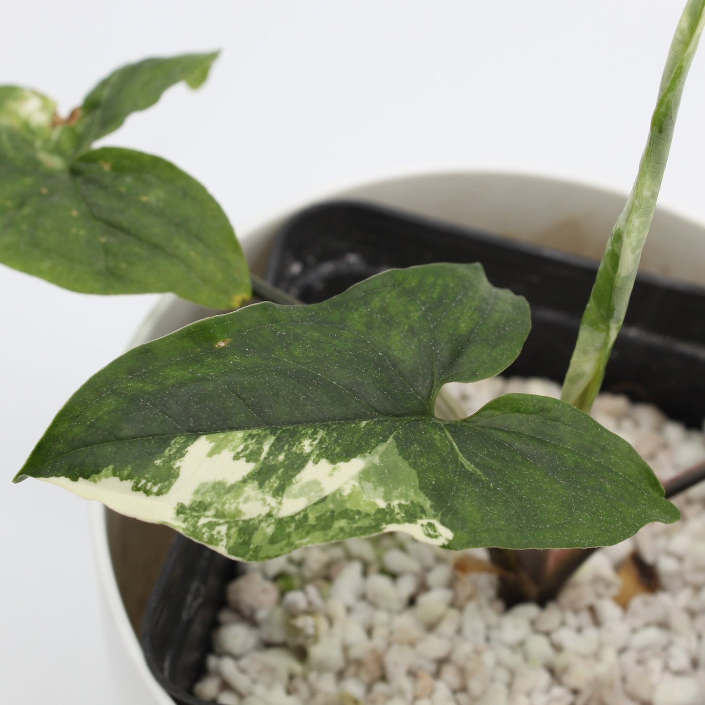 Syngonium podophyllum 'Albo Variegata'