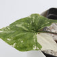 Syngonium albo variagata