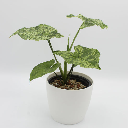 Syngonium mojito